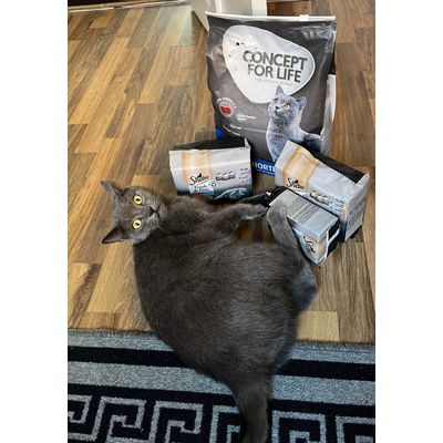 Happy cat