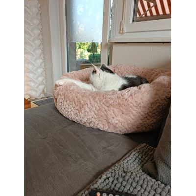 Meine Katze liebt es
