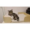 Like a boss