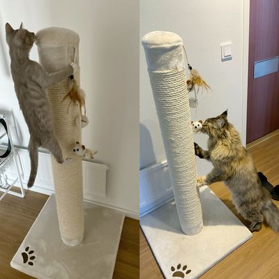 Both my cats love it