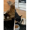 All my four pets love it