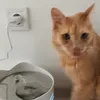 Motanicu