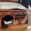 kitty