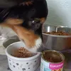 Minimaus und ihr Lieblingsfutter