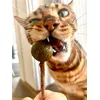 Vlad Loves A Lollipop