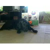 NESSIE