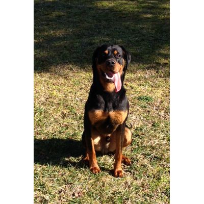 TAZ