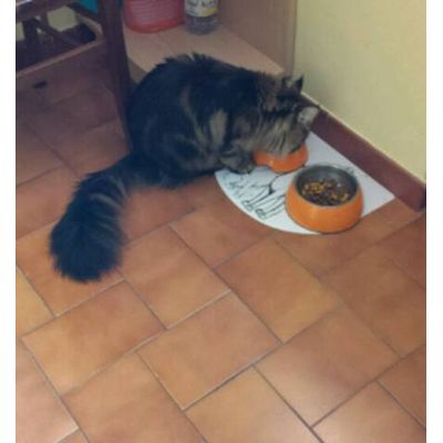 Maine Coon Thor