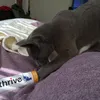 Mika helps himself to his favourite snacks