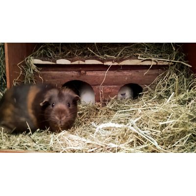 New cabin for the guinea pigs