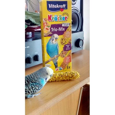 Kiki 15 Jahre