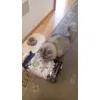 mimi