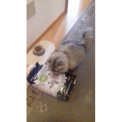 mimi