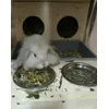Bunny Feldkraeuter