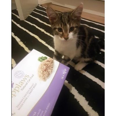 My Bengal Love Applaws Pouches Cat Food