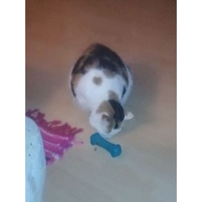 Trixie probiert Purina One im Spielzeug