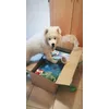 HAPPY DOG