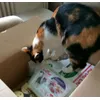 Puszika csomagja