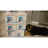 Royal Canin Maxi Puppy