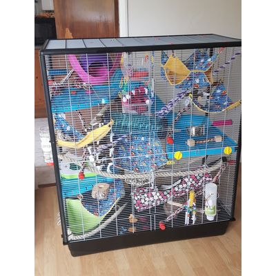 Ready for ratties