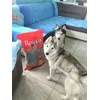 Lupi e trippa