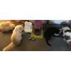 Our four enjoying encore