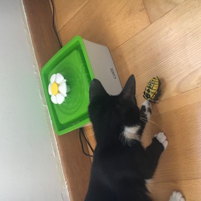 Brinquedo