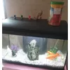 Mes poissons adoreee