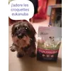 Donald adore les croquettes eukanuba