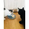 Ils adorent