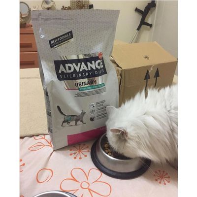 Noah y Advance Urinary Sterilized