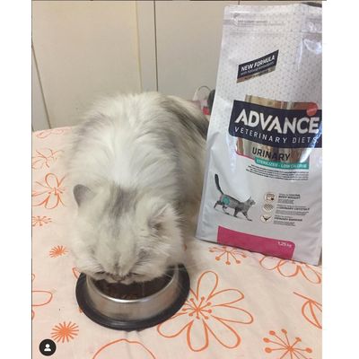 Jazz y Advance Urinary