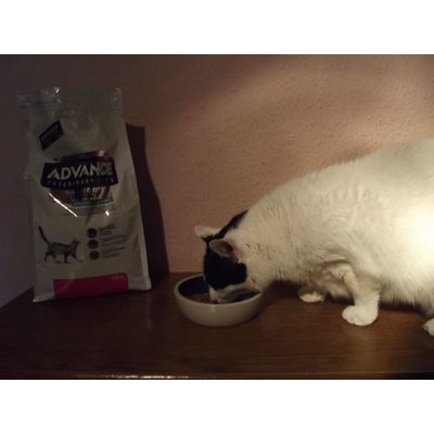 Pepe testet Advance Affinity Urinary Trockenfutter