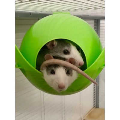 Coco et kiwi