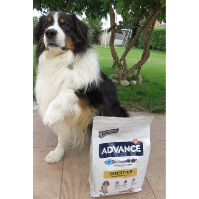 On leve tous la patte pour Advance