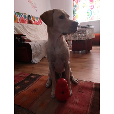 Happy doggo
