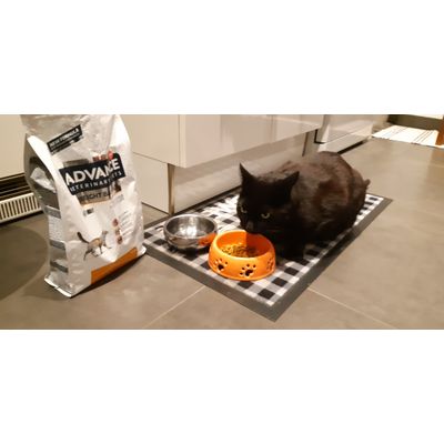 Cooky adore ses croquettes Advance