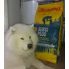 Samoyed loves Josera