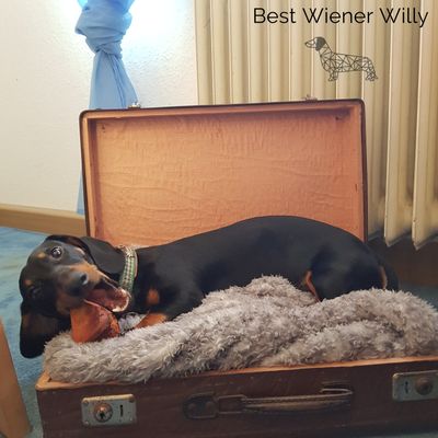 Willy findet die Wurzel klasse