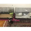 we love the cages