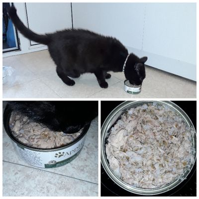 Mon chat adore les filet de thon varech