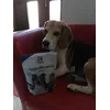 Treats for Oscar