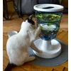 Little Tikka with Catit Design Senses
