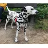 Pippa met Halti-tuigje