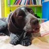 Otto Kurzhaar 2 years old