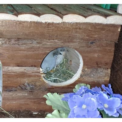 king quails