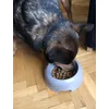 Solo kocha Wolf