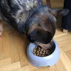 Solo kocha Wolf