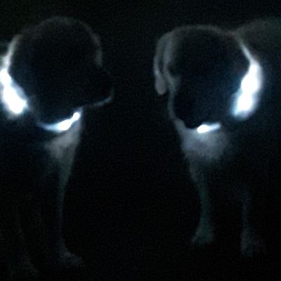 Trixieflashlight