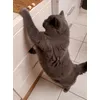 Kater beim Fischen